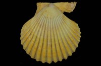 藏品(高貴海扇蛤)的圖片